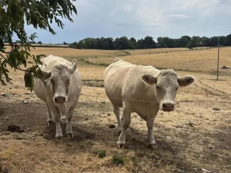 Gîte Les Prés Rêvés, 10 pers., bain nordique et étang privé : photo 30