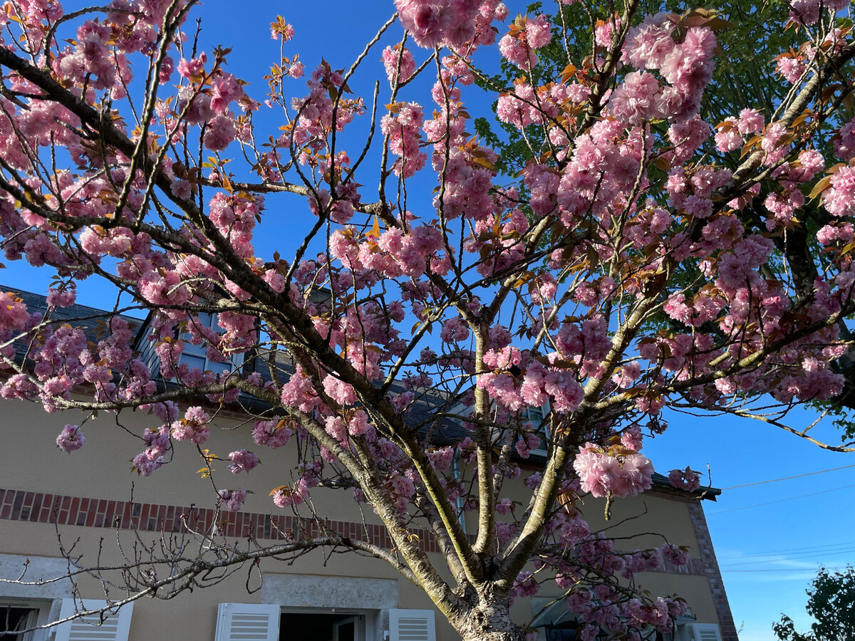 Gîte Fosse - Maison de maître en AOC Quincy - Photo 24