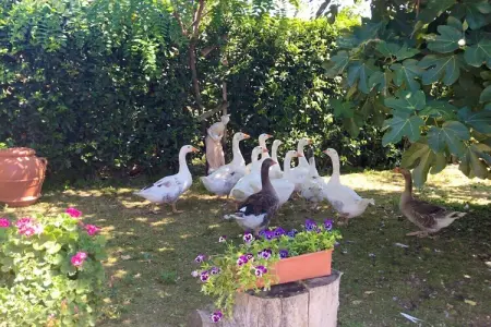 Maison de campagne rénovée avec jacuzzi, Scansano : photo 4