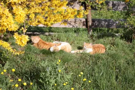 Ferme Ansitz Schloss Gravetsch à Villanders : photo 12