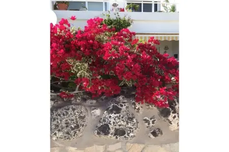 246895, Appartement de vacances d'Amina à Fuerteventura - Photo 28