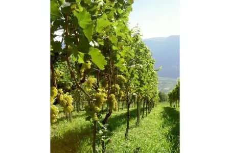 Maison vignoble Kurtatsch, 1 chambre, pain frais : photo 8