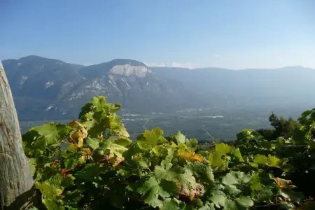 Maison vignoble Kurtatsch, 1 chambre, pain frais : photo 10