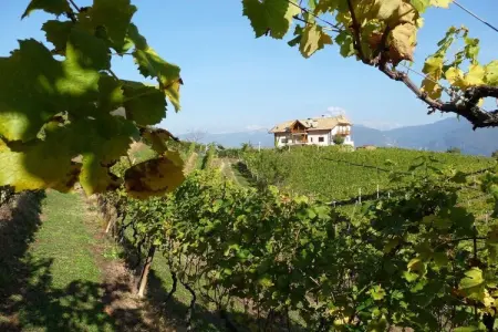 Maison vignoble Kurtatsch, 1 chambre, pain frais : photo 11