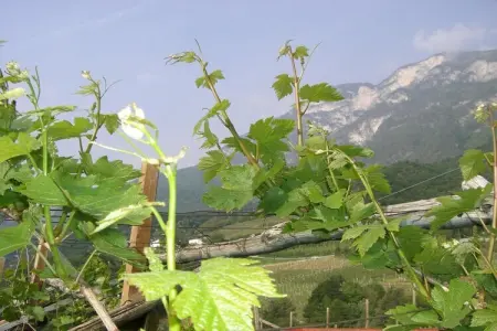 Maison vignoble Kurtatsch, 1 chambre, pain frais : photo 13