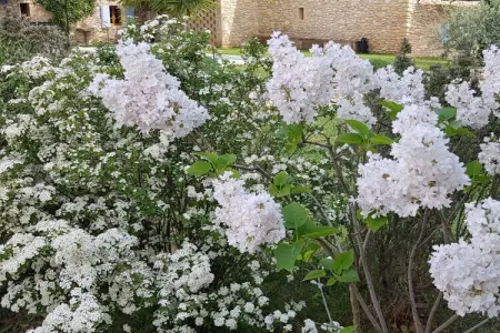 Le Mazet des Moineaux, maison provençale à Saint-Saturnin-les-Apt : photo 15