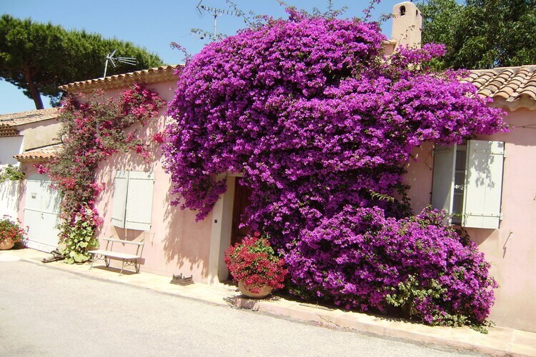 Maison méditerranéenne à Gassin, vue Citadelle Saint-Tropez - Photo 37