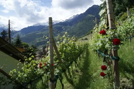 Maison indépendante avec piscine à Meran, vue montagnes : photo 1
