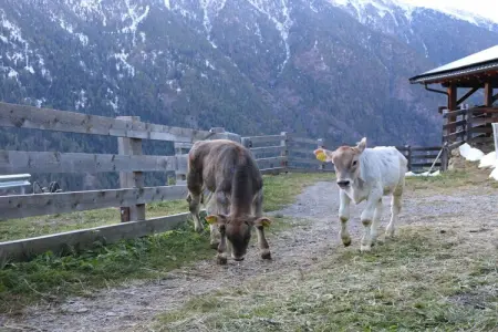 Ferme de montagne à 1 470 m, Naturns : photo 2