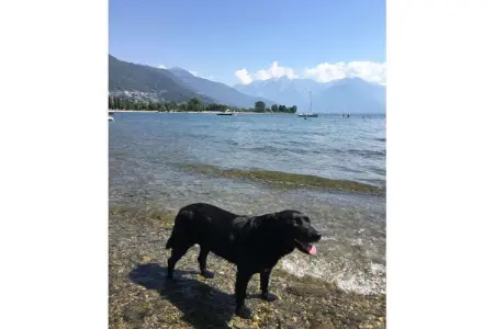 464887, La vie à Colico - Photo 28