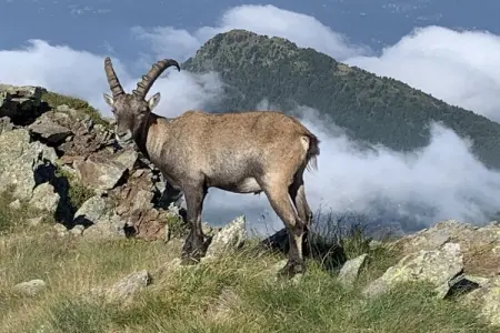 464887, La vie à Colico - Photo 36