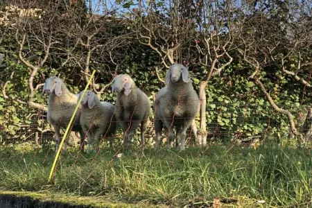 464887, La vie à Colico - Photo 37