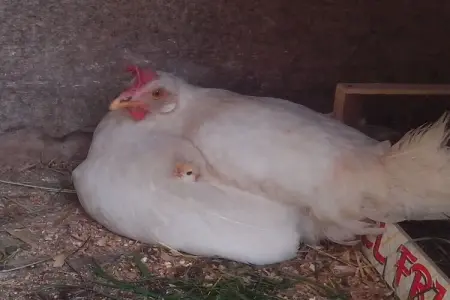 Maison de vacances avec sauna dans une ferme, Deutschnofen : photo 39
