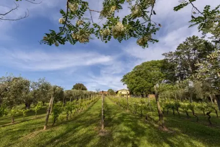 771145, Maison 3 personnes à Fauglia (PI) : photo 4