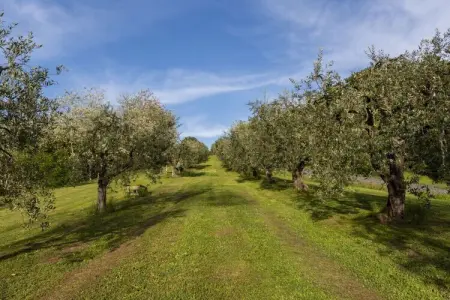 771145, Maison 3 personnes à Fauglia (PI) : photo 11