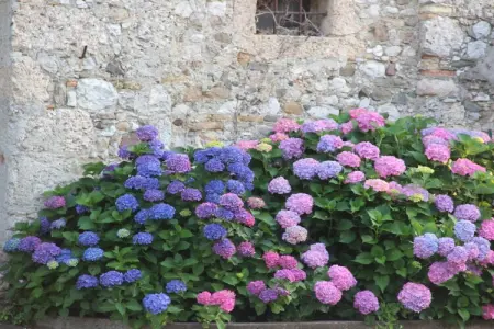 Gîte 15 personnes avec verger aux Alpes vénitiennes : photo 7