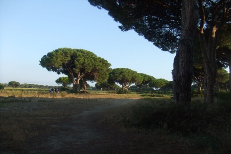758647, Maison 6 personnes à Principina a Mare   Grosseto - Photo 27