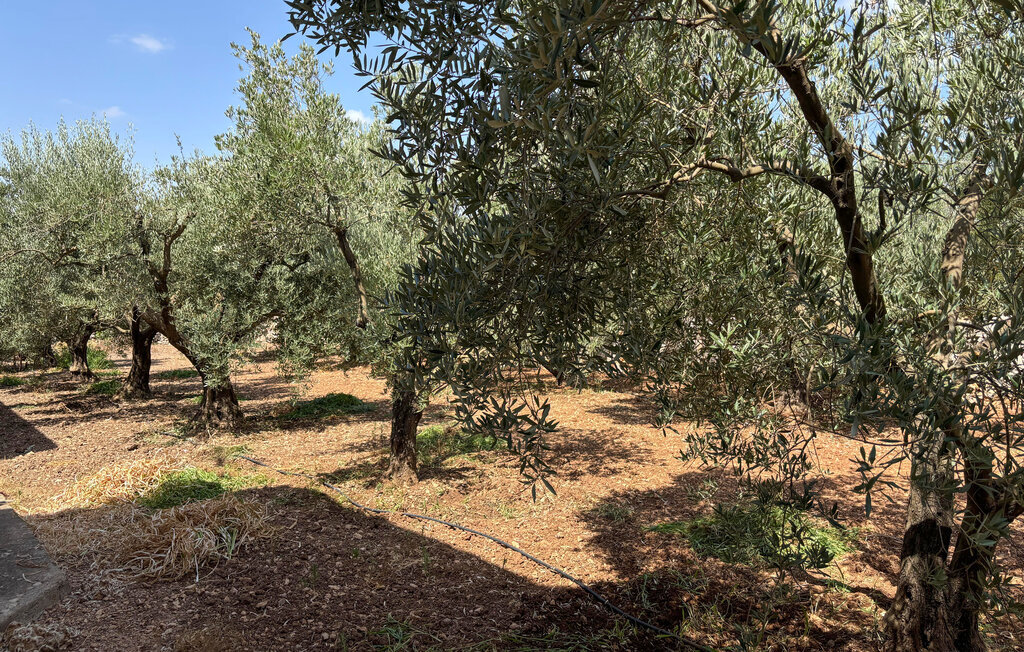 Son Ramon Llull, Maison 6 personnes à Manacor - Photo 31