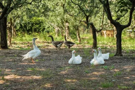 247198, Ferme à Cecina avec piscine - Photo 10