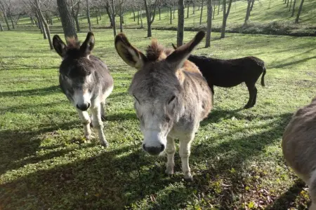 247198, Ferme à Cecina avec piscine - Photo 23