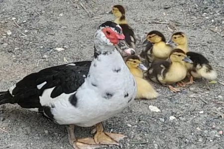 247198, Ferme à Cecina avec piscine - Photo 30