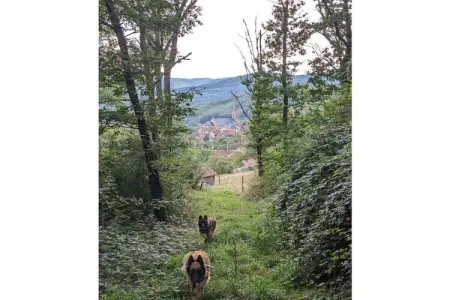 Maison vosgienne 7 pers. à Breitenbach avec jardin clos : photo 19