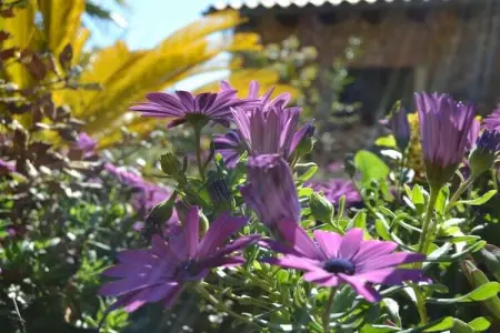 Gîte rural Búger, piscine privée et terrasse 100 m² : photo 22