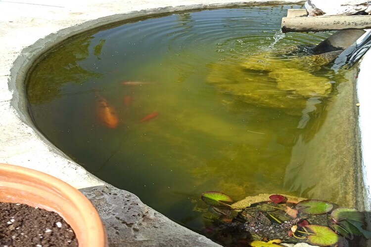 Casa Rural El Viso à Rute : maison 4 pers. avec piscine - Photo 32