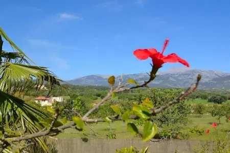 Maison Tramuntana à Inca : piscine et 5000 m² de jardin : photo 24
