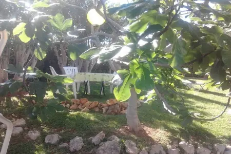 Maison 4 pers. avec jardin tropical à 5 min de plage : photo 10