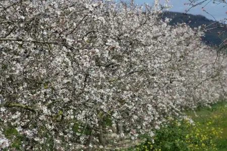 380421, Finca à Muro avec piscine - Photo 27