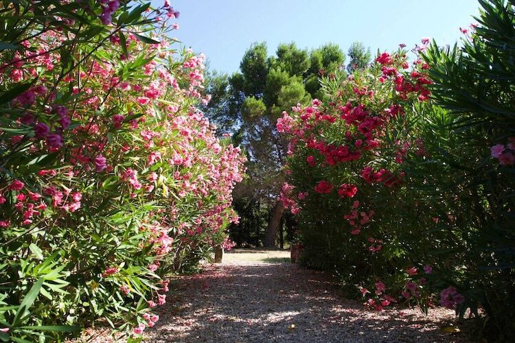 Maison 8 pers. Mouriès : piscine, vignes et Alpilles - Photo 9