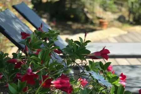 289970, Villa à Monticello avec piscine - Photo 9