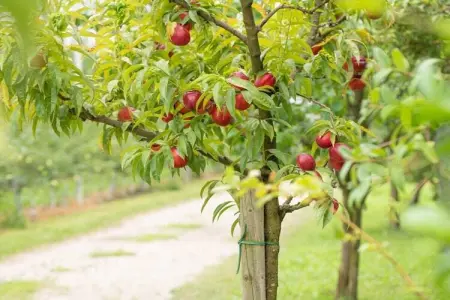 Maison écologique avec vélos gratuits à Gargazon : photo 15