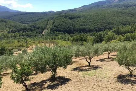 Maison en pierre au cœur du Parc du Cilento : photo 8