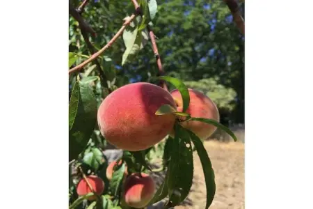 Maison en pierre au cœur du Parc du Cilento : photo 10