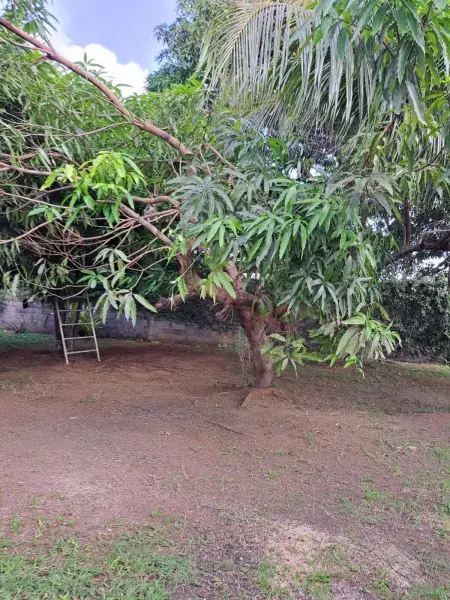 Appartement 110 m² avec piscine partagée, Sainte-Rose (Guadeloupe) : photo 21