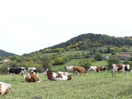 Ferme rénovée écologique avec vue panoramique à Vorey : photo 26