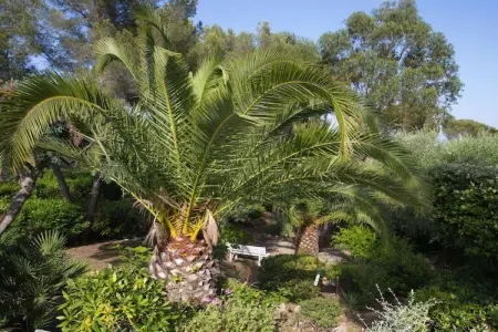 Maison provençale 4 chambres avec piscine privée aux Issambres : photo 5