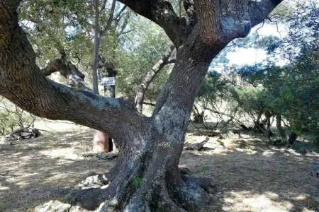 Maison à Budoni avec vue mer et jardin, 6 km plage : photo 9