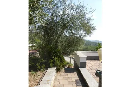 Maison 5 pers. à Santa Agata, terrasse, jardin aux oliviers : photo 3