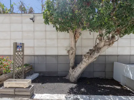 Maison Maspalomas avec piscine, animaux acceptés : photo 36