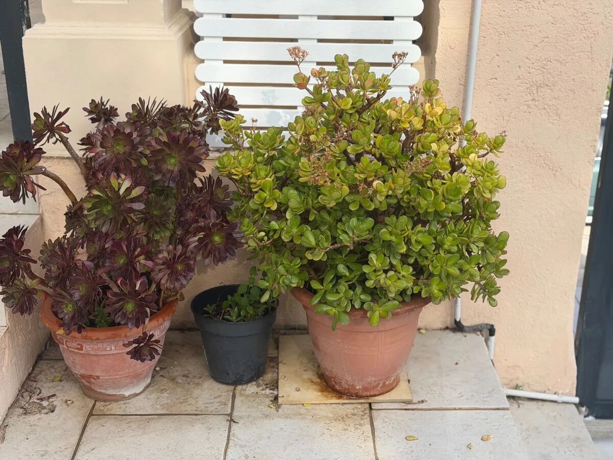 Villa 14 pers. Villeneuve-Loubet, jardin clos & parking - Photo 5