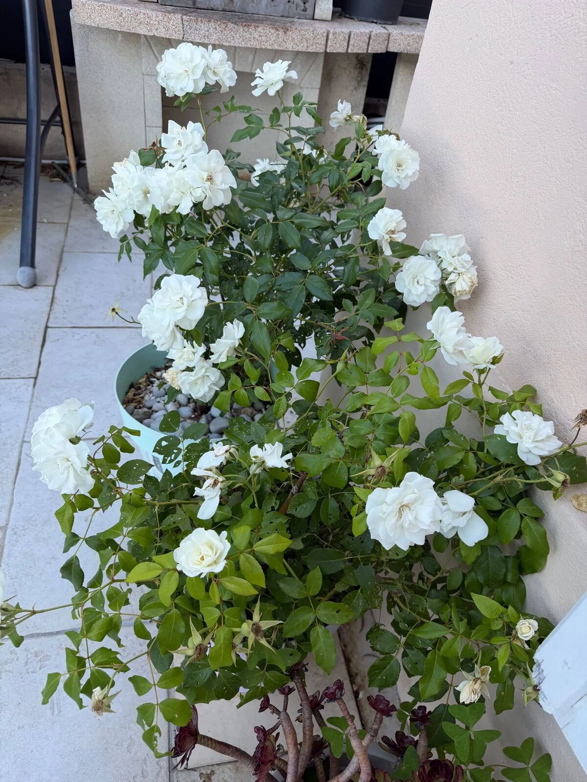 Villa 14 pers. Villeneuve-Loubet, jardin clos & parking - Photo 47