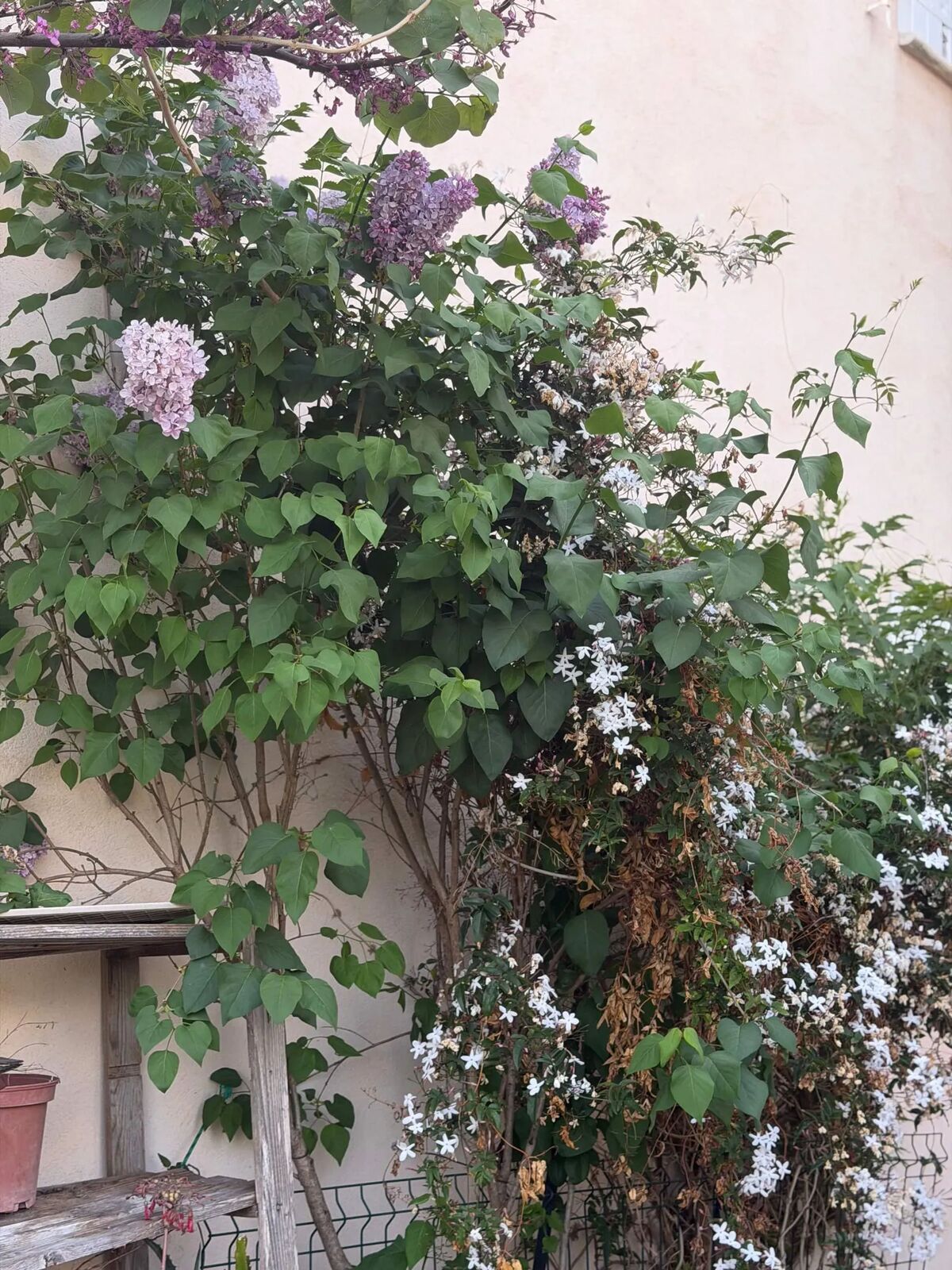 Villa 14 pers. Villeneuve-Loubet, jardin clos & parking - Photo 88