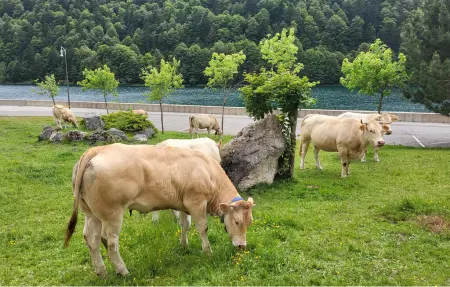 Studio avec vue lac à Laruns, au cœur de la vallée d'Ossau : photo 7