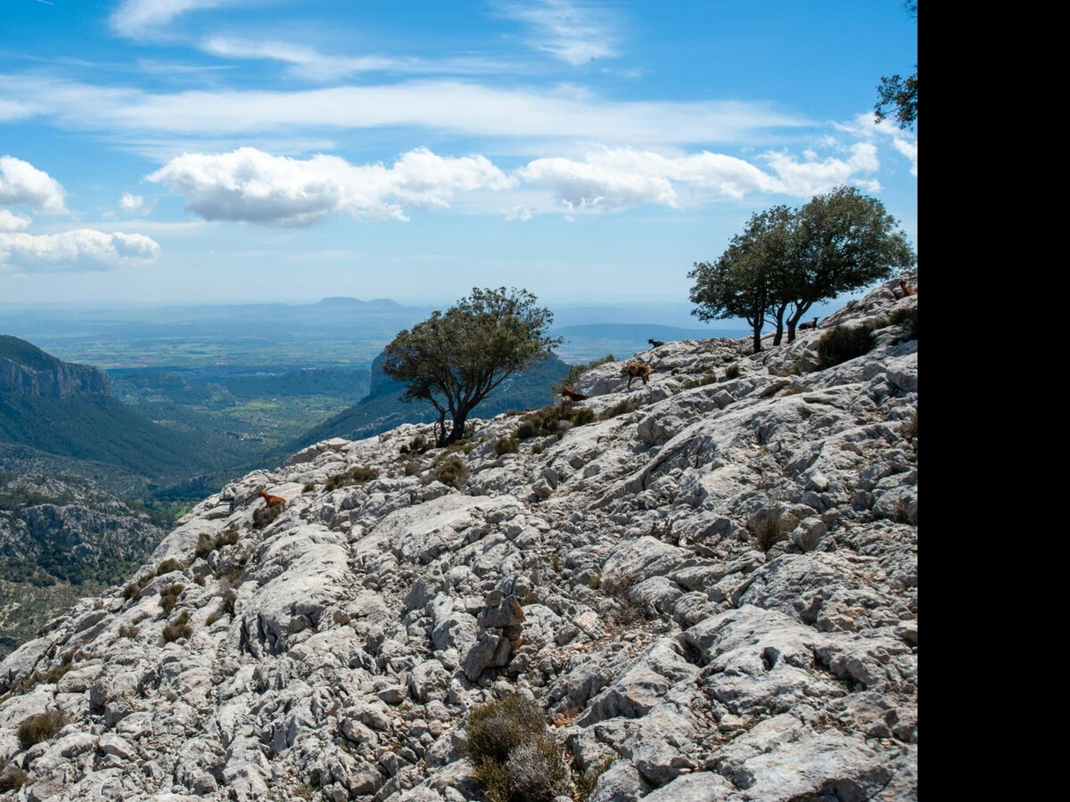 Maison avec clim, vue montagne - Fornalutx, Maison 5 personnes à Fornalutx - Photo 19