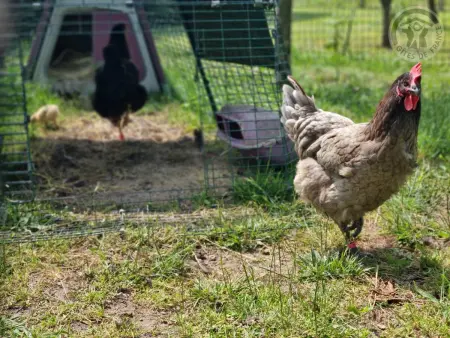 Gîte avec animaux acceptés, parking sécurisé - 6 pers. : photo 17