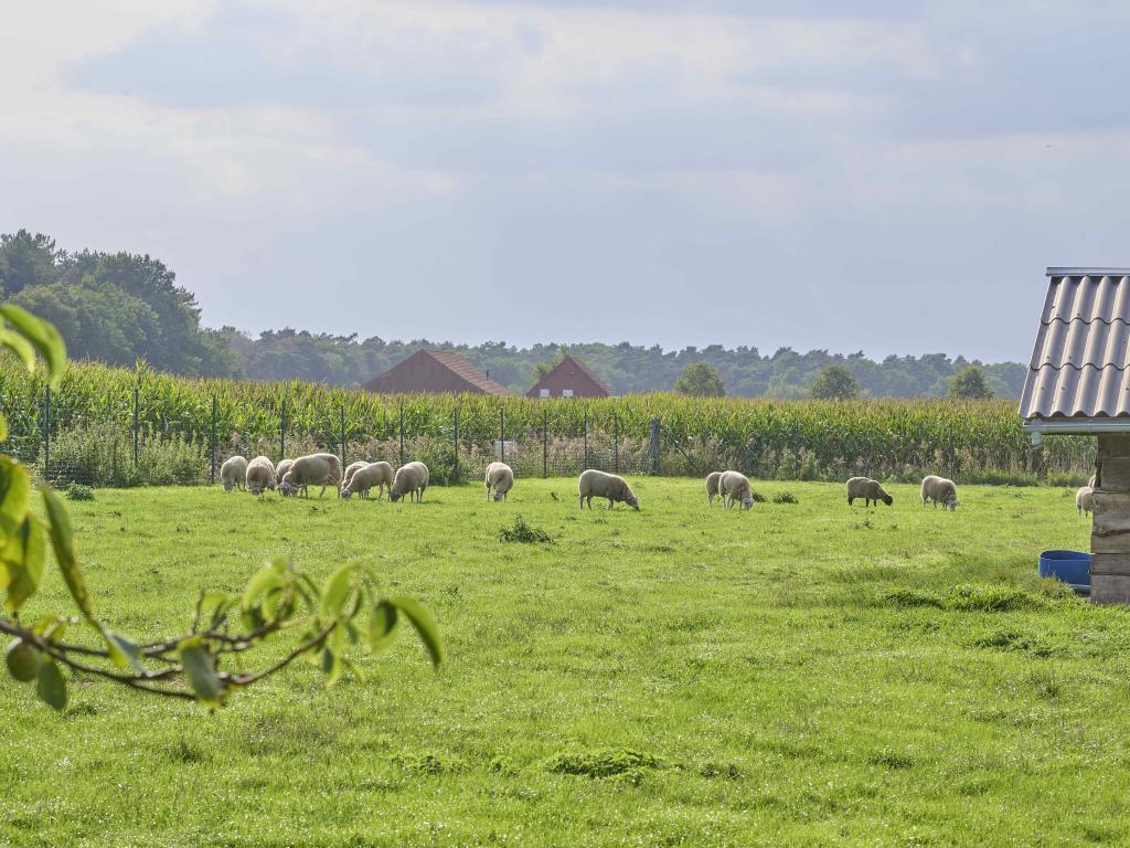 In de Wollekjes : maison familiale à Merksplas - Photo 39