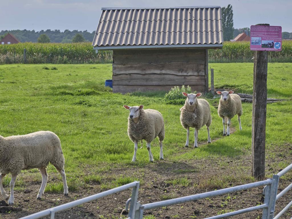 In de Wollekjes : maison familiale à Merksplas - Photo 41